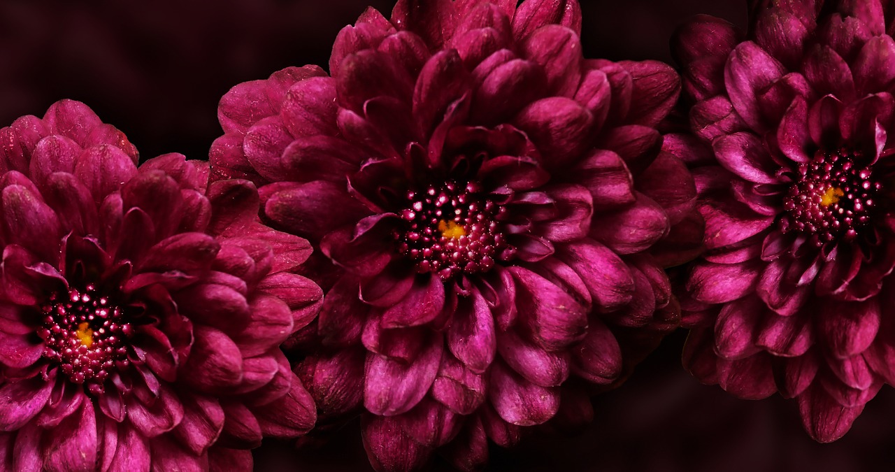 flower purple blossom free photo