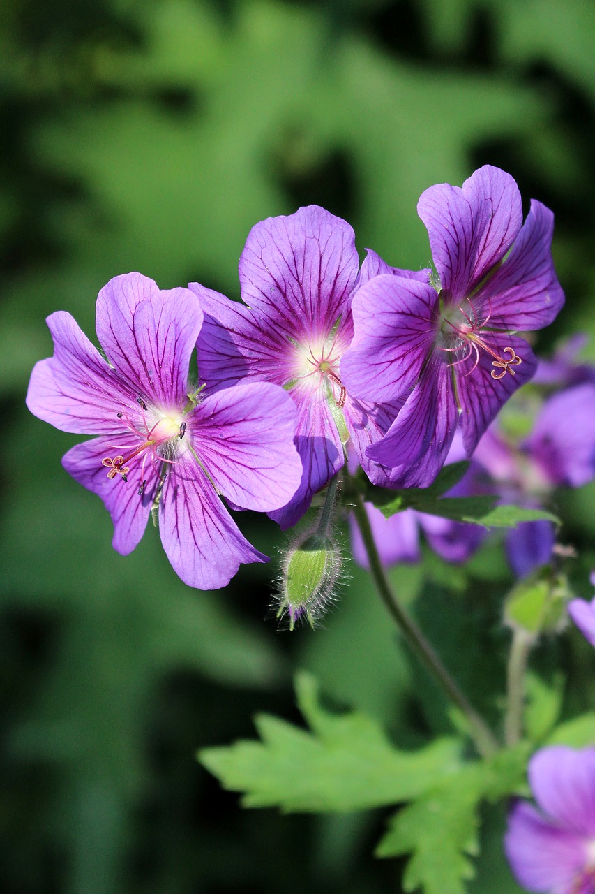 flower purple light and shadow free photo