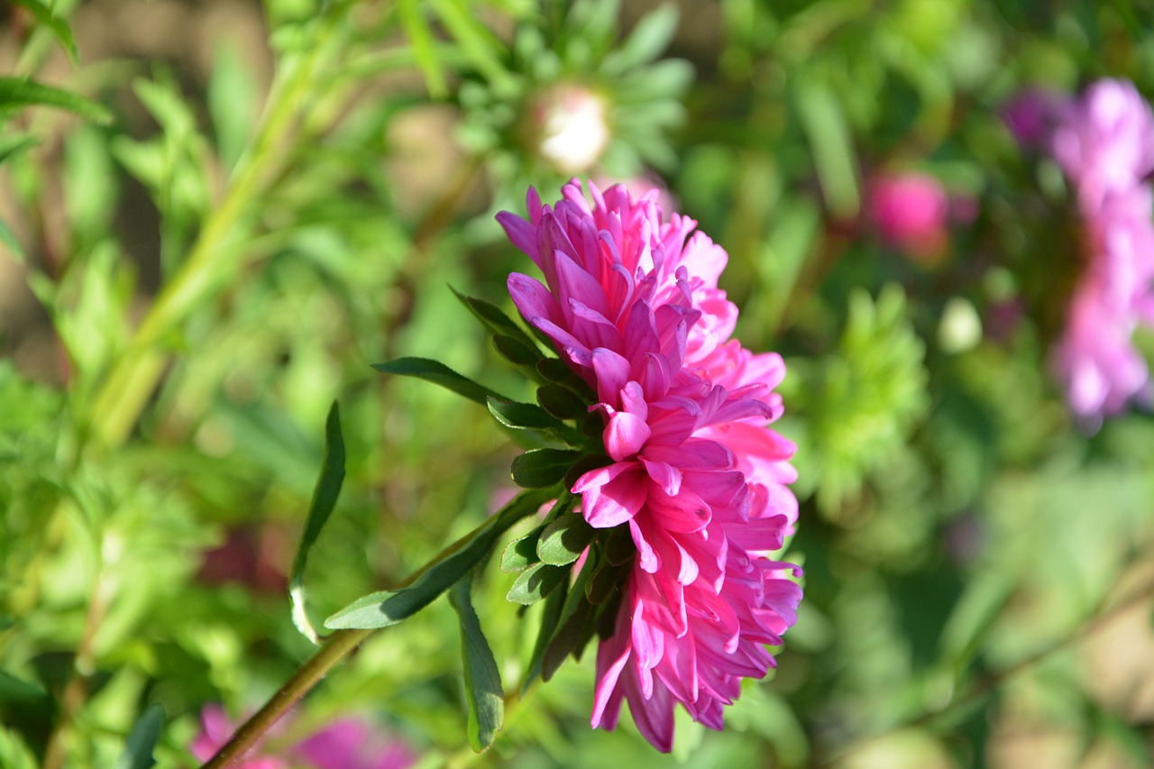 flower plant profile of flower free photo