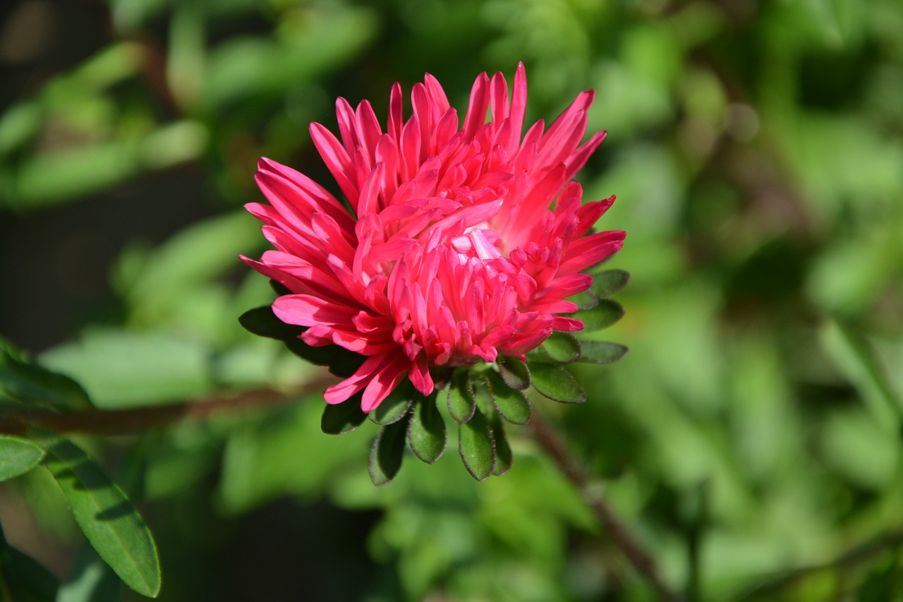 flower red garden free photo