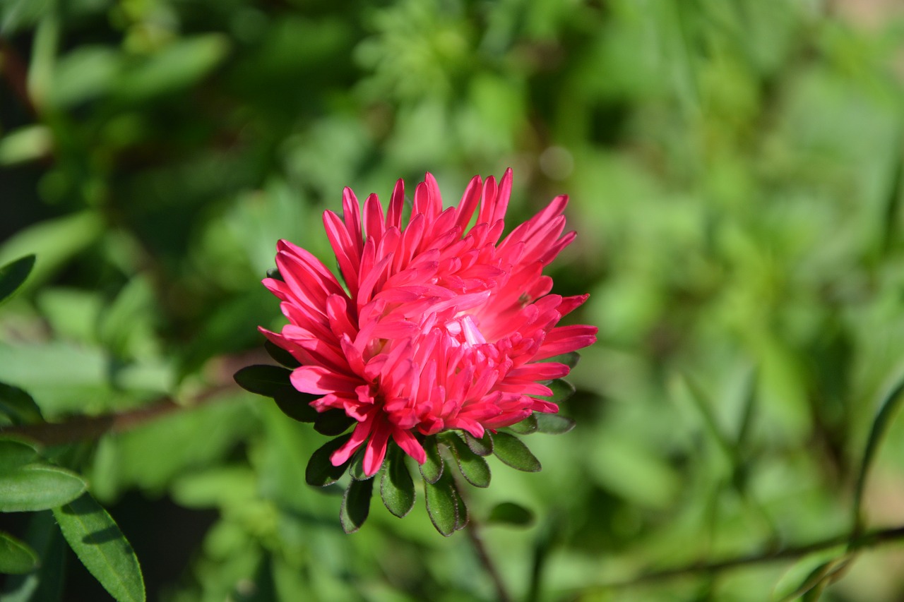 flower red petals free photo