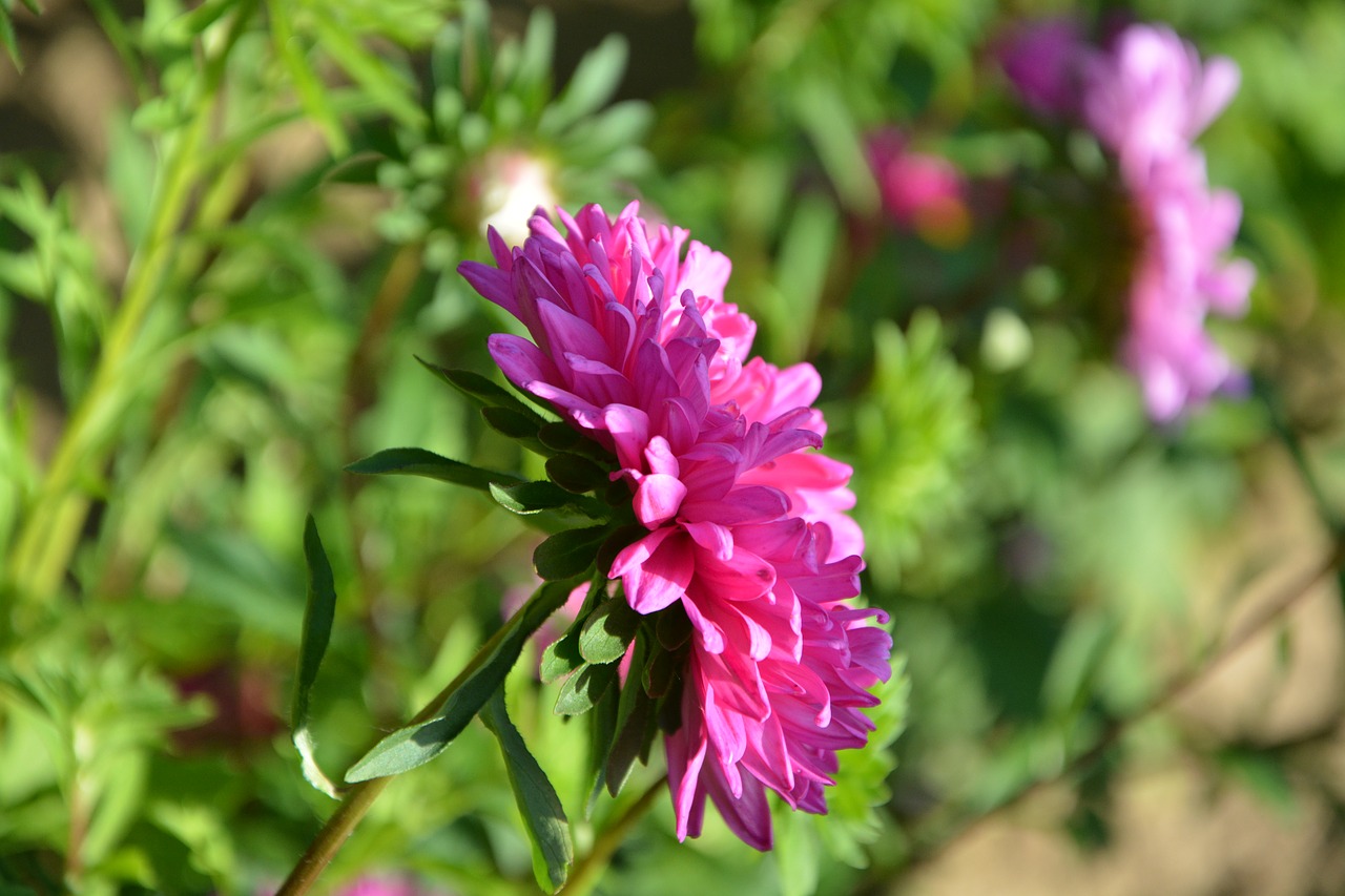 flower profile of flower pink free photo