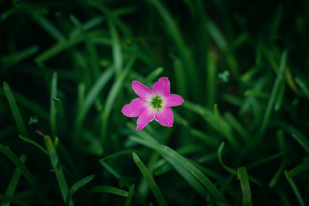 flower garden lake free photo