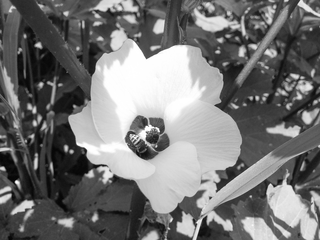 flower black and white white free photo