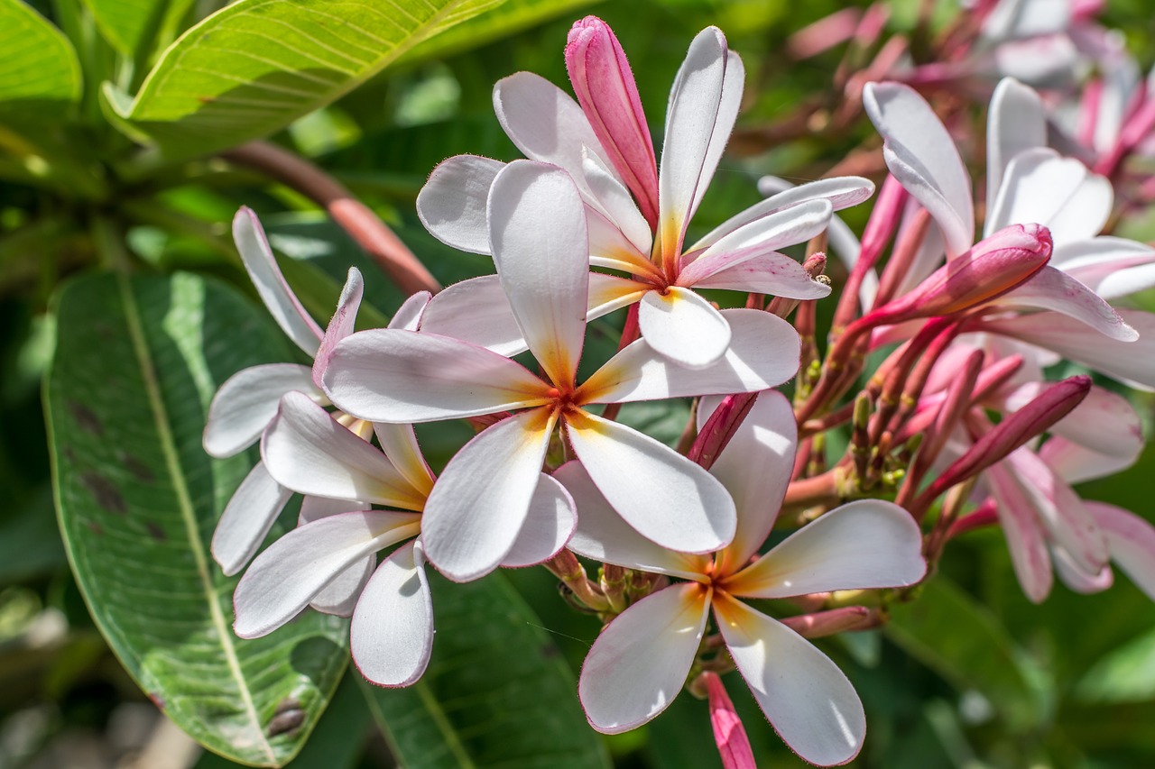 flower nature garden free photo