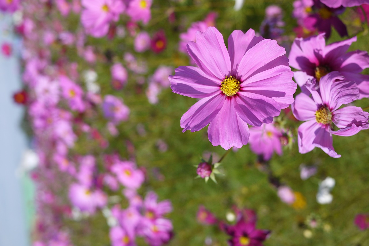 flower sea of flowers little daisy free photo