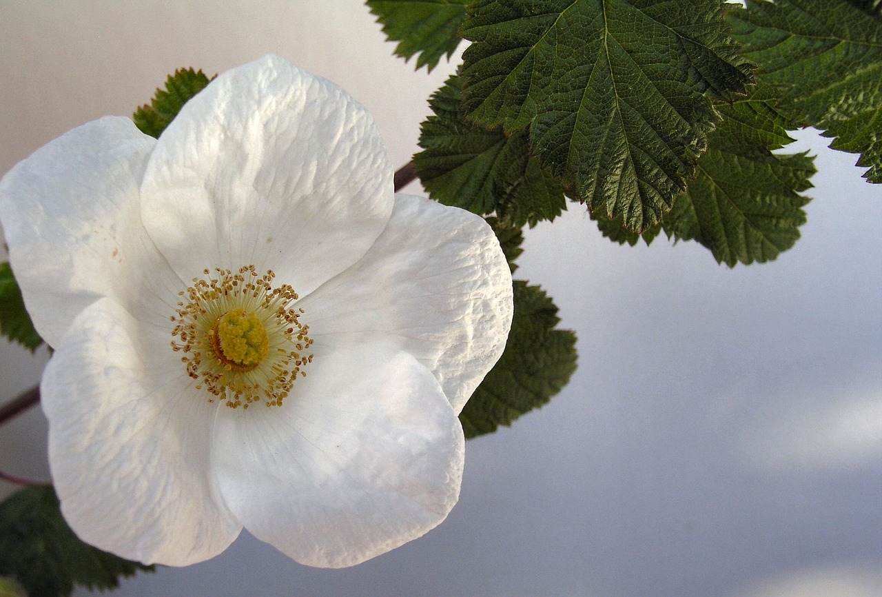 flower bloom tree free photo