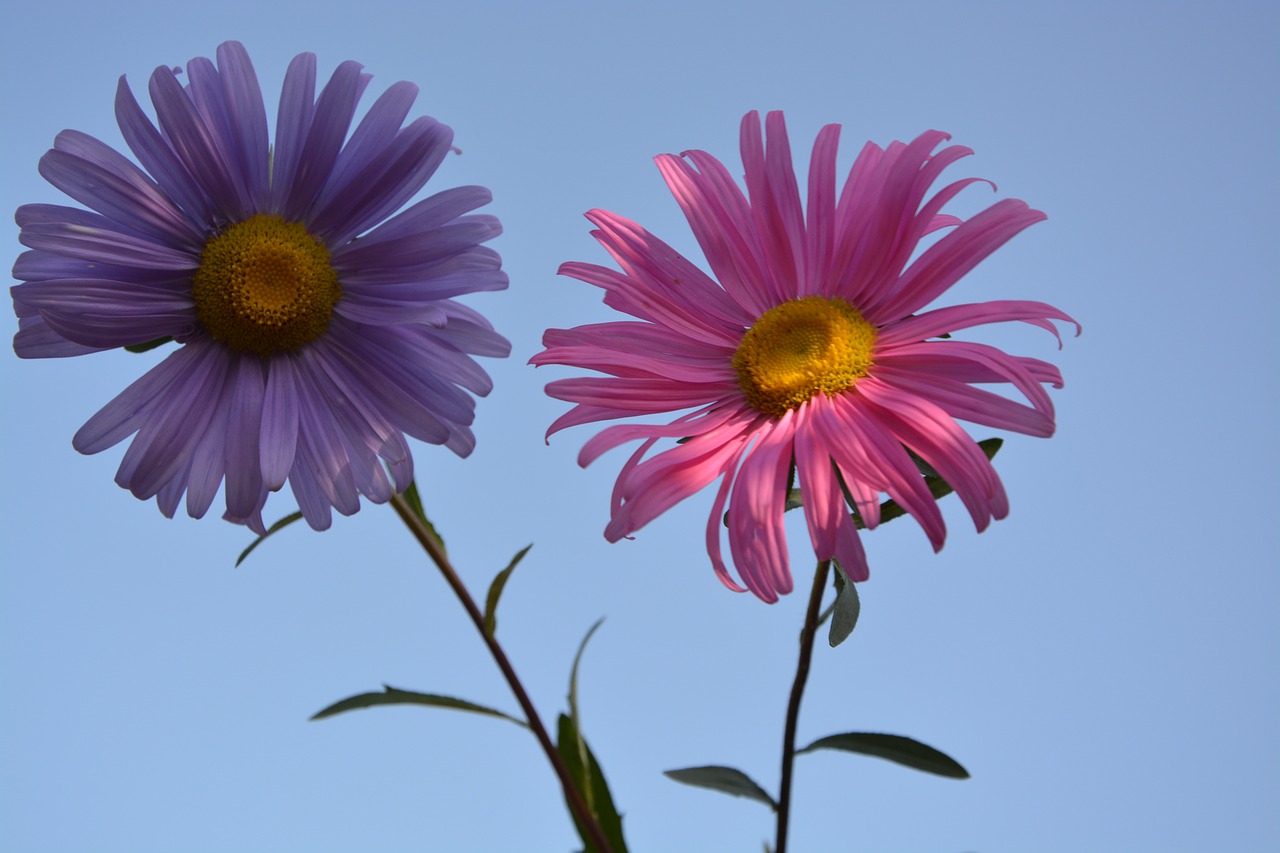 flower nature garden free photo