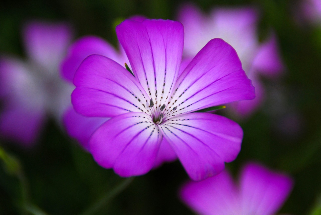 flower violet purple free photo