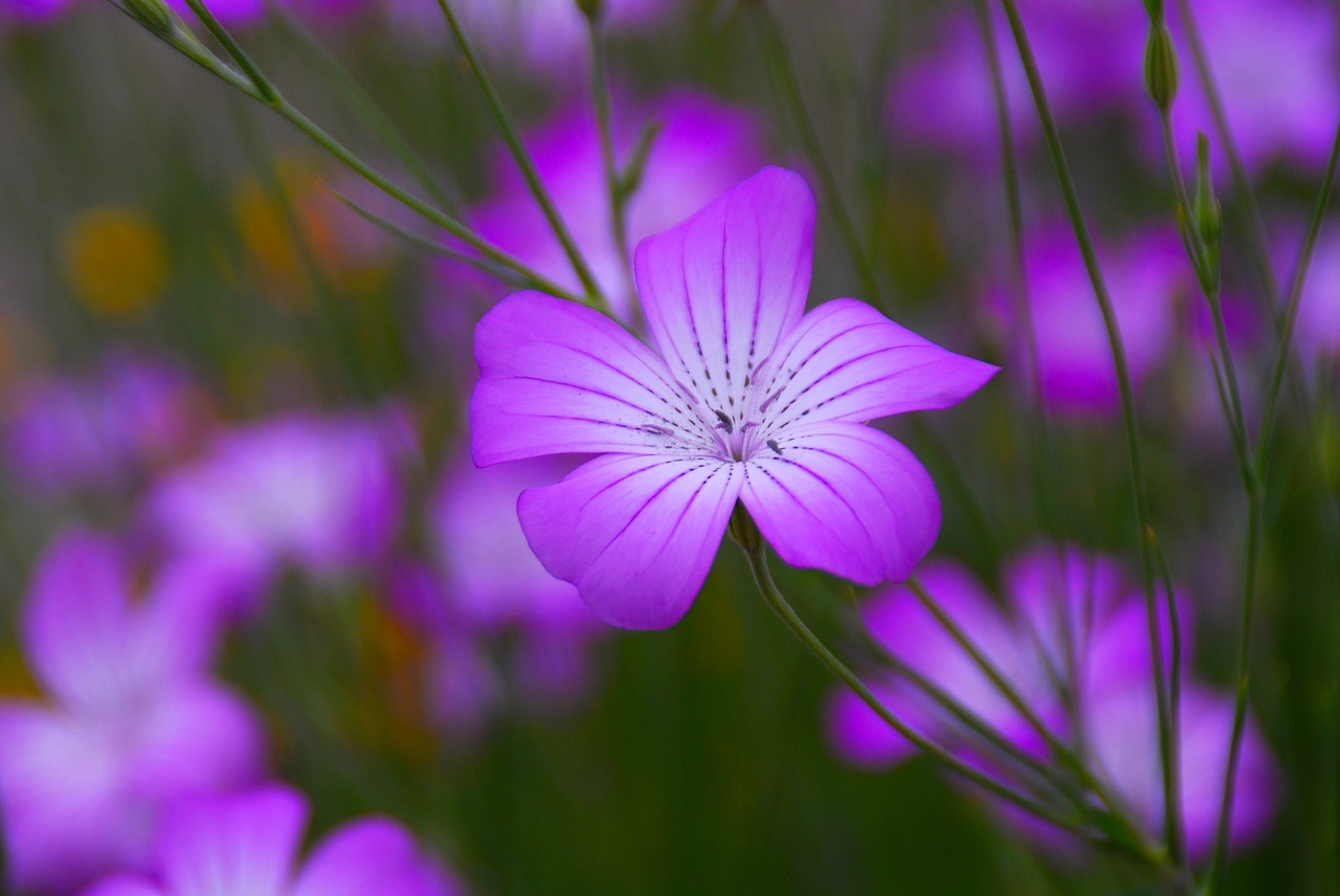 flower violet purple free photo