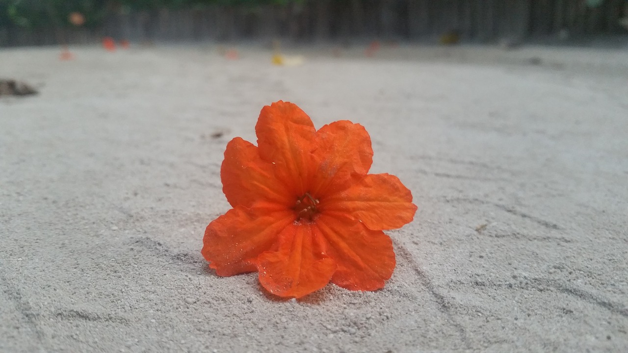 flower orange sand free photo