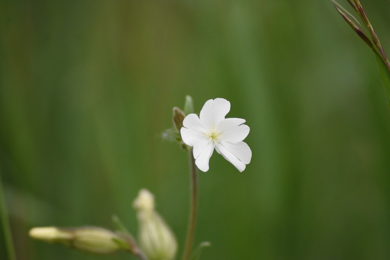 flower nature spring free photo