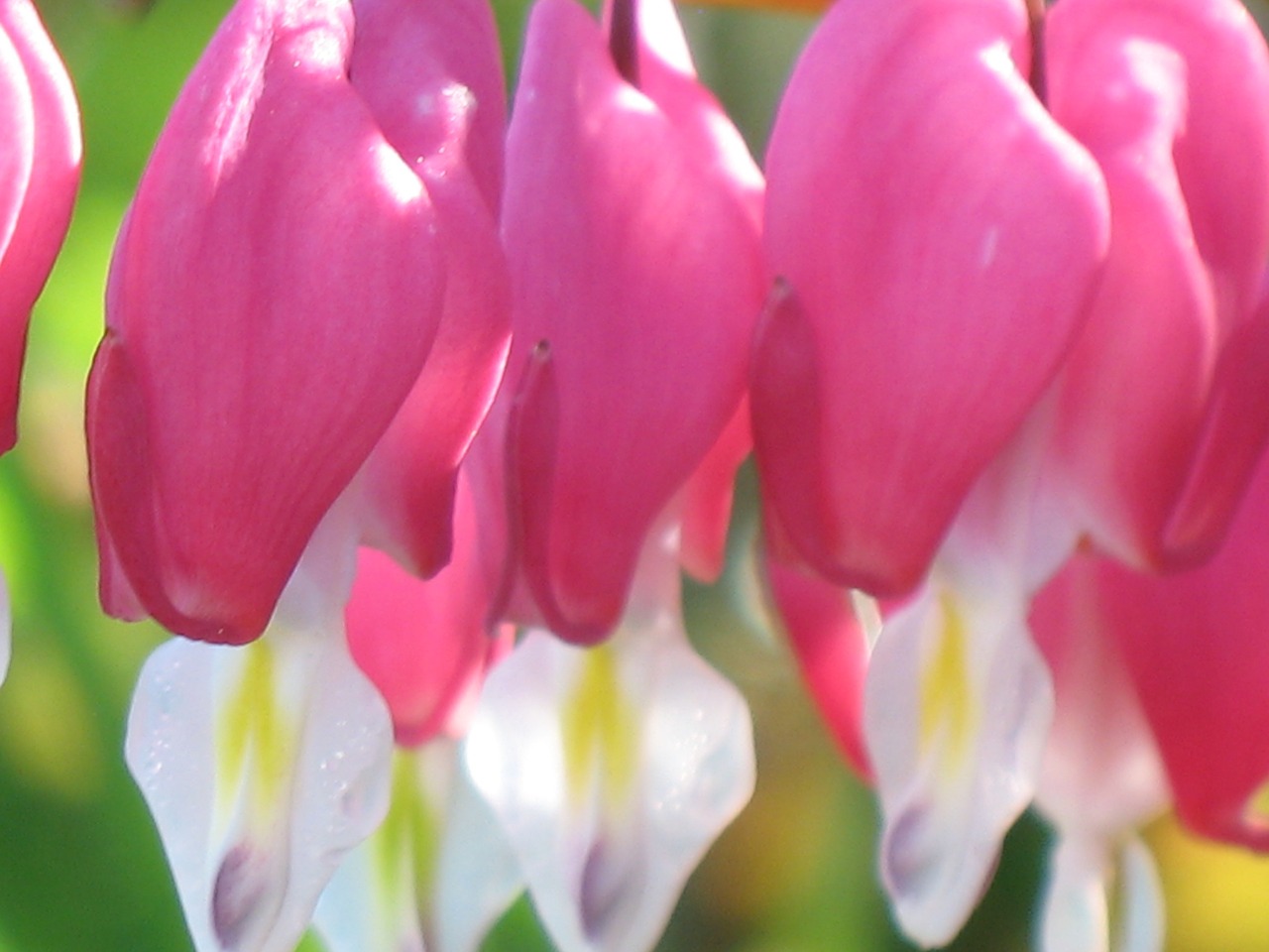 flower heart pink free photo