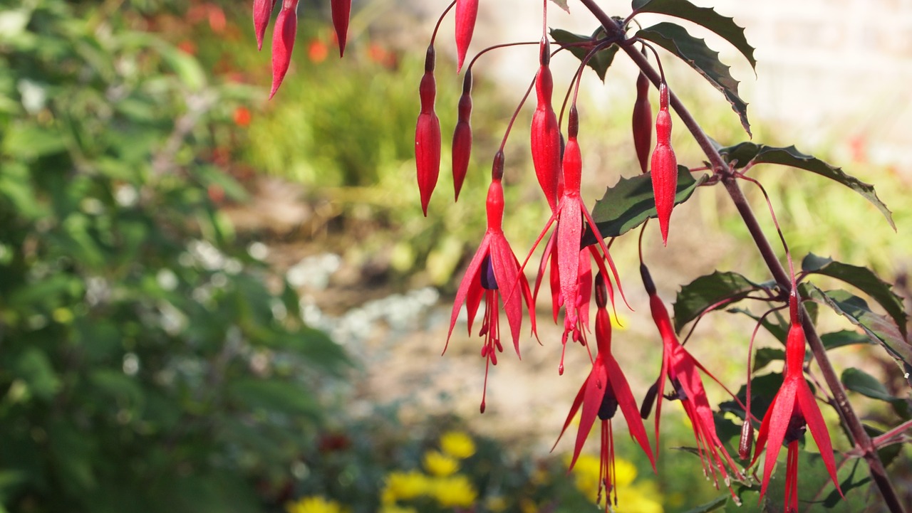 flower red red flower free photo