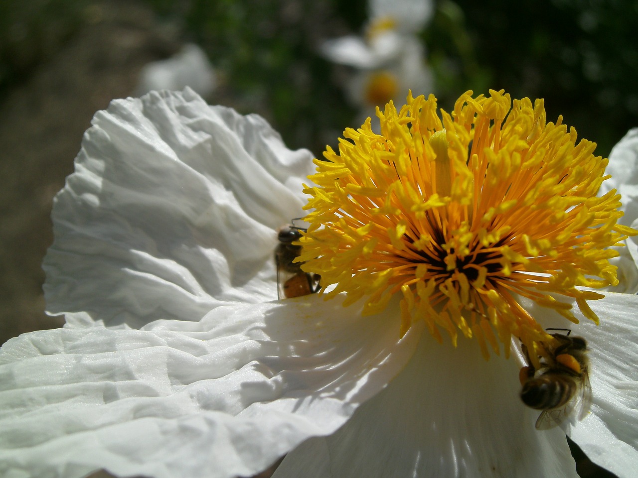 flower white yellow free photo