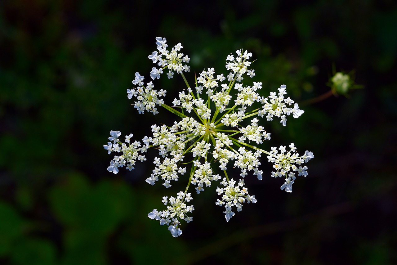 flower white white flower free photo