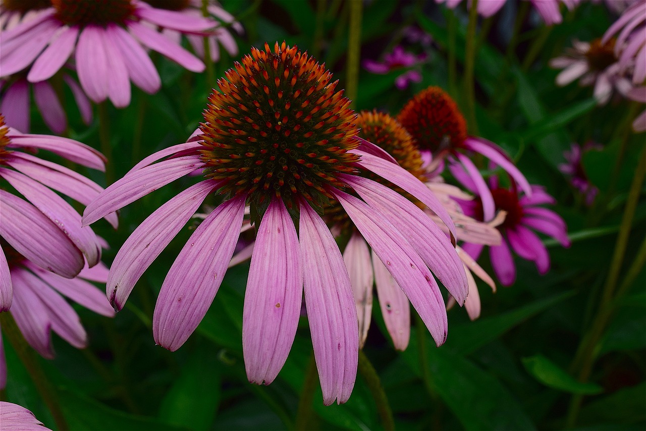 flower pink echinacea free photo