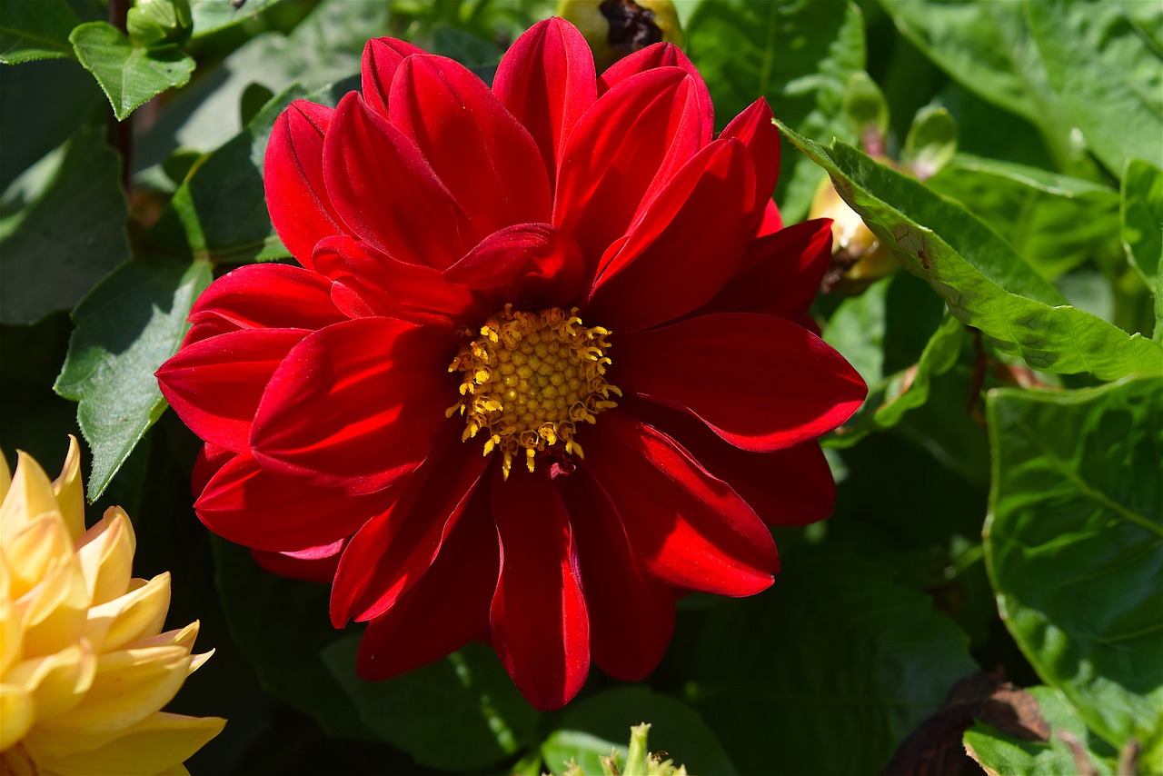 flower red petals free photo