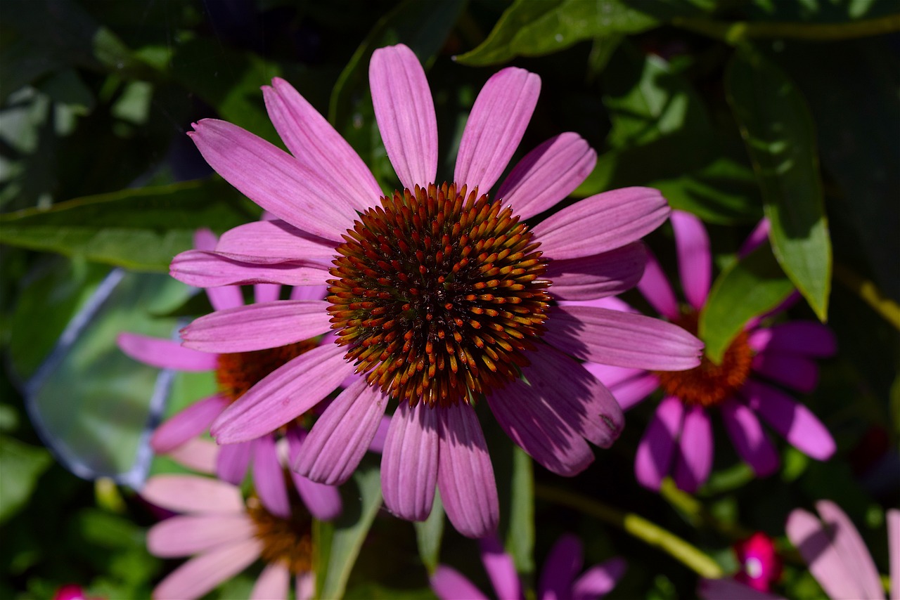 flower pink echinacea free photo