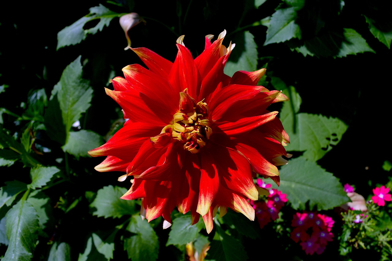 flower red petals free photo