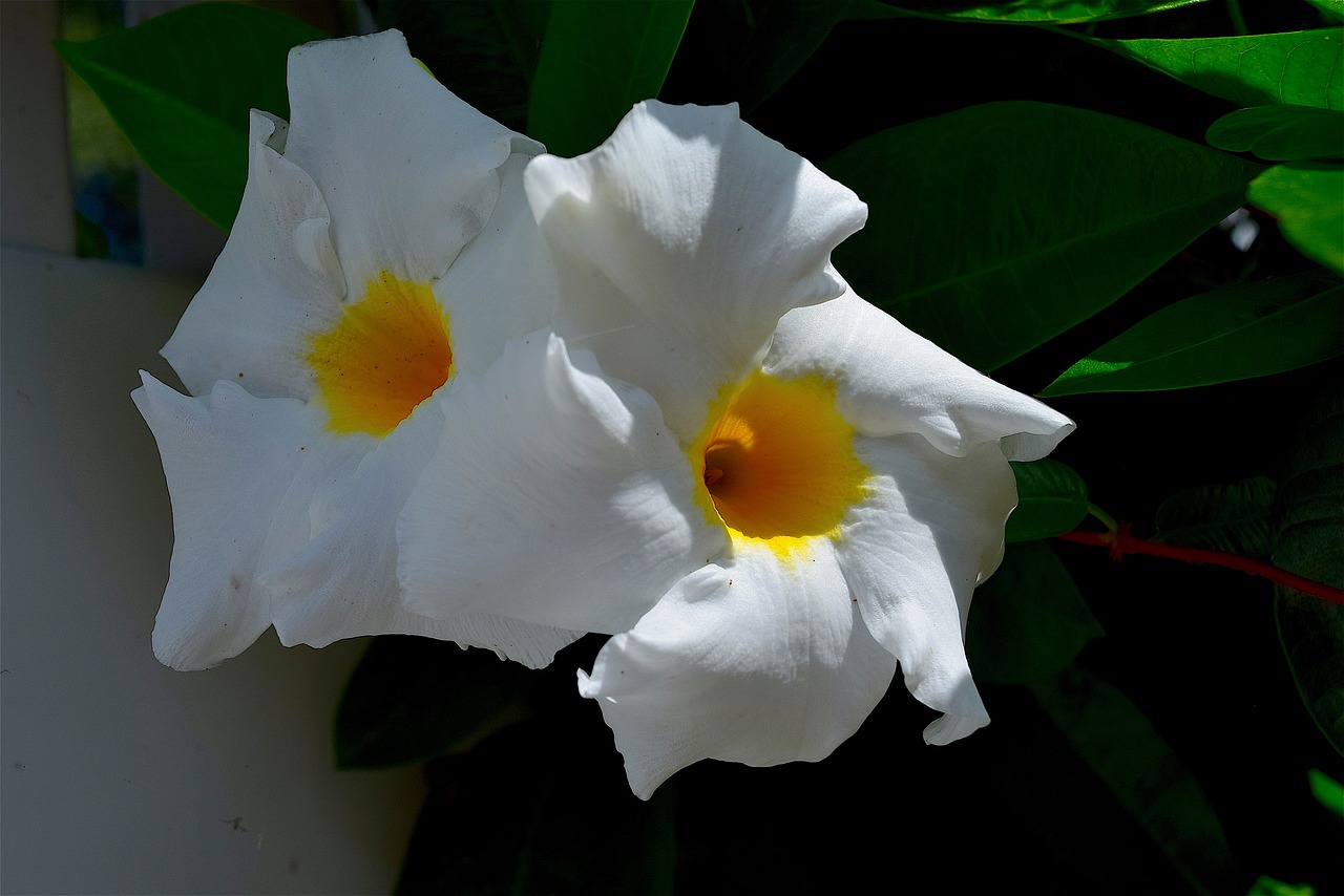 flower white petals free photo