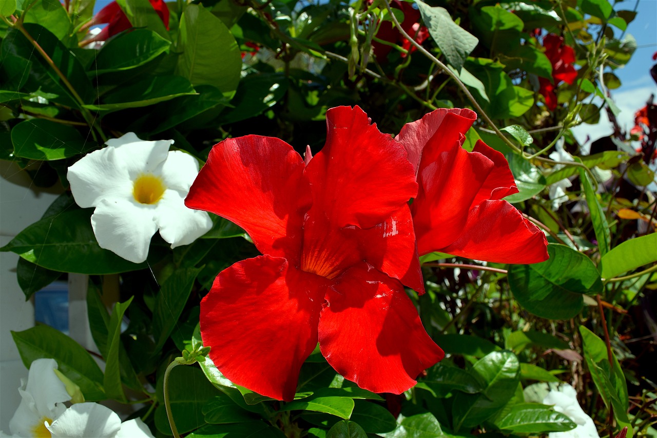 flower red white free photo