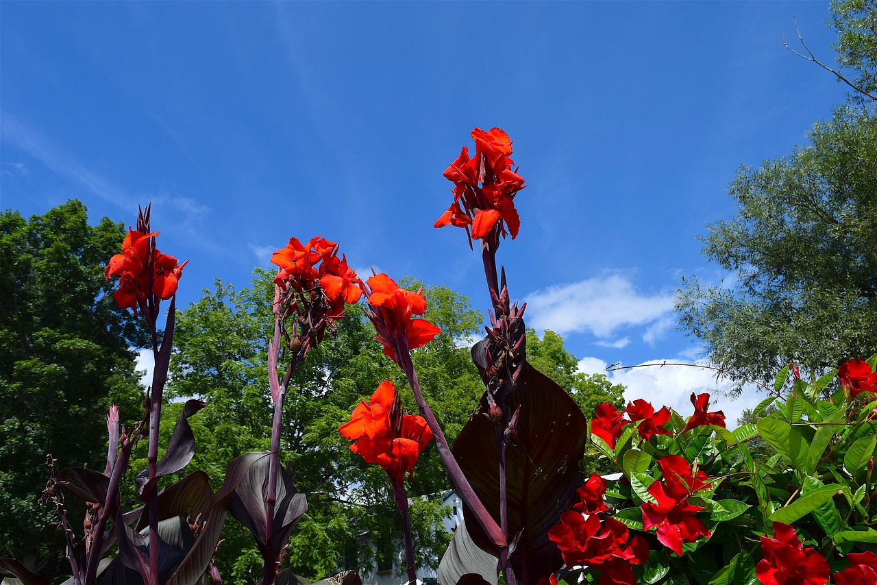 flower red petals free photo