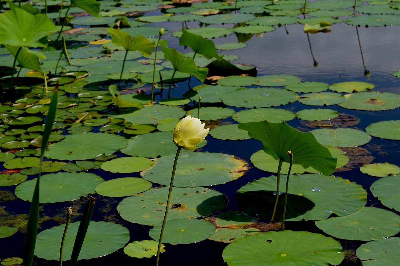 flower yellow petals free photo