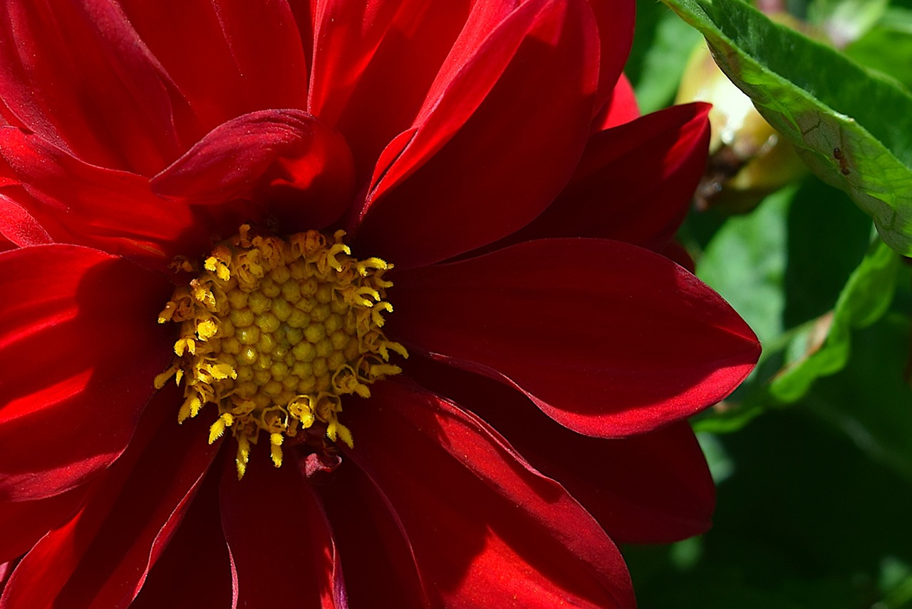 flower red petals free photo