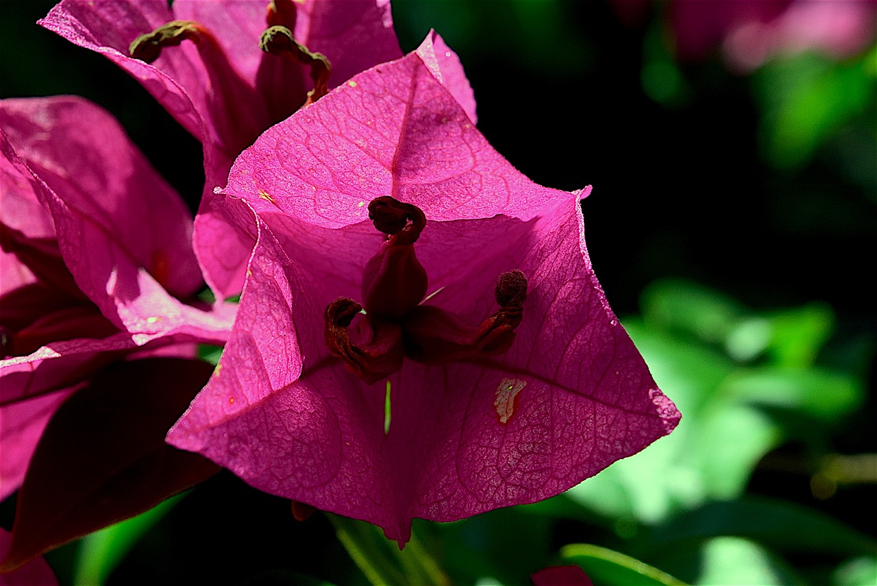 flower violet petals free photo