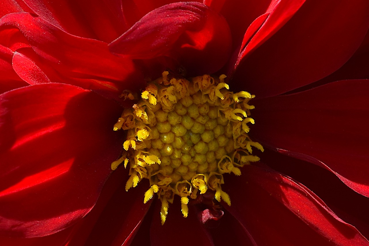 flower red petals free photo