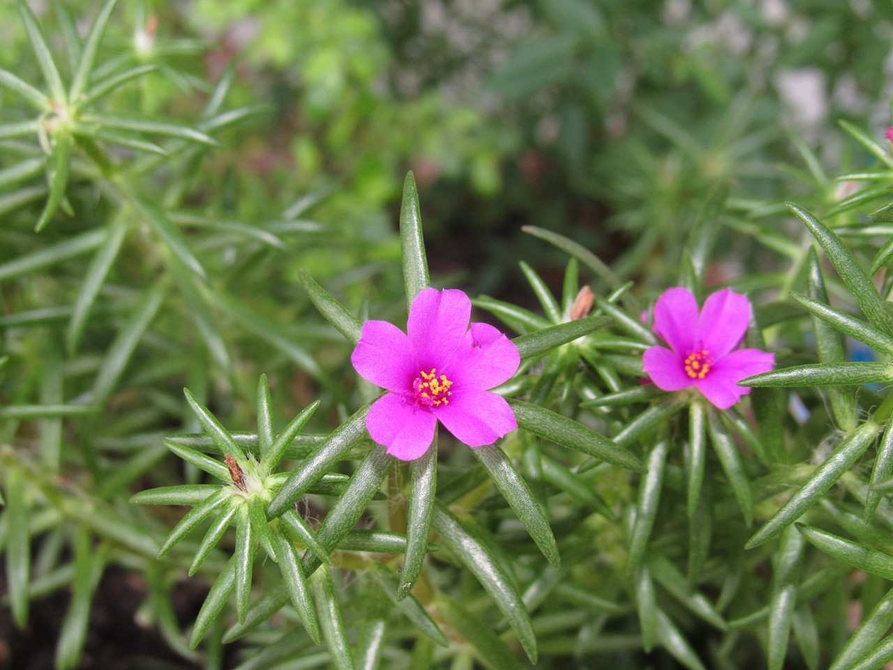 flower purple macro free photo