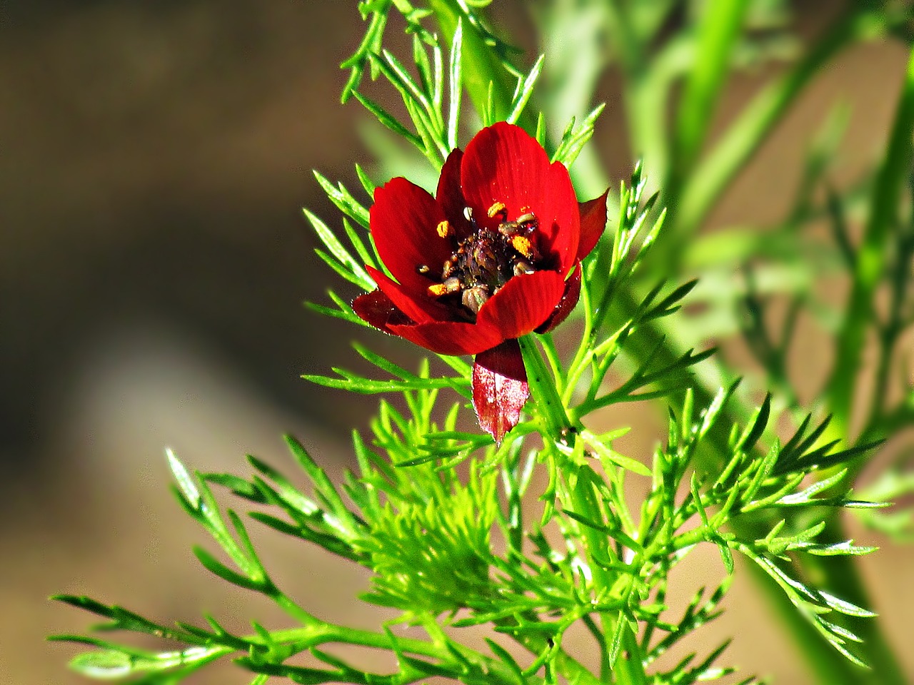 flower red bloom free photo