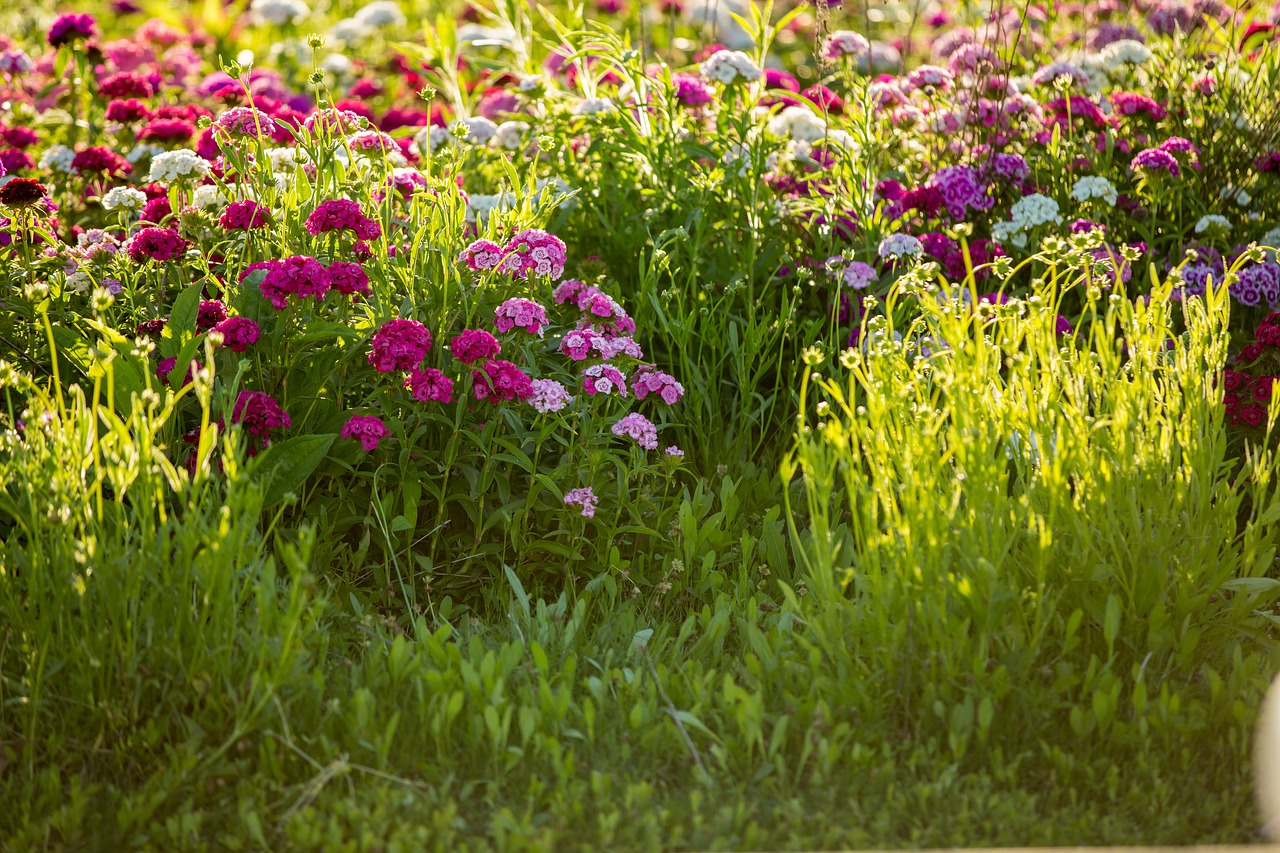 flower field pink free photo