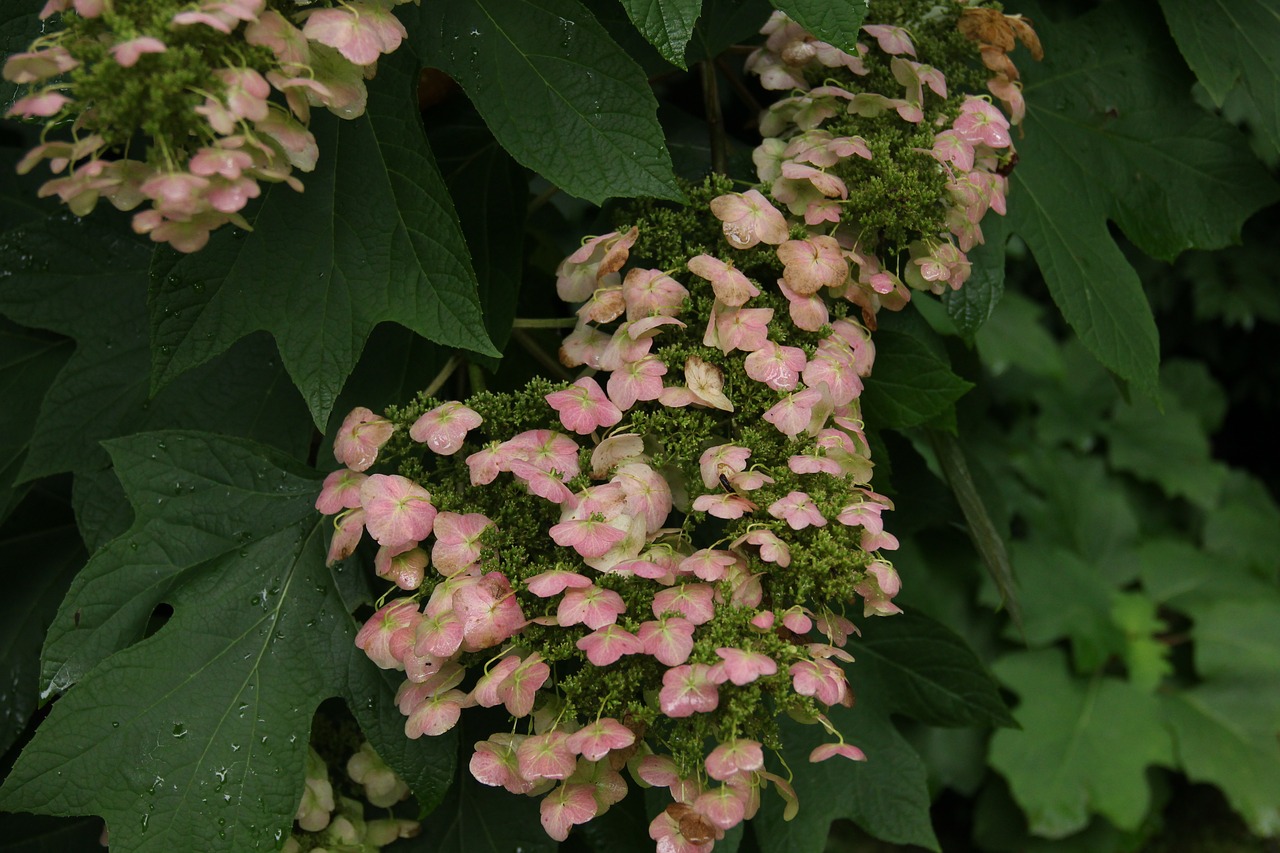 flower pink hydrangea free photo