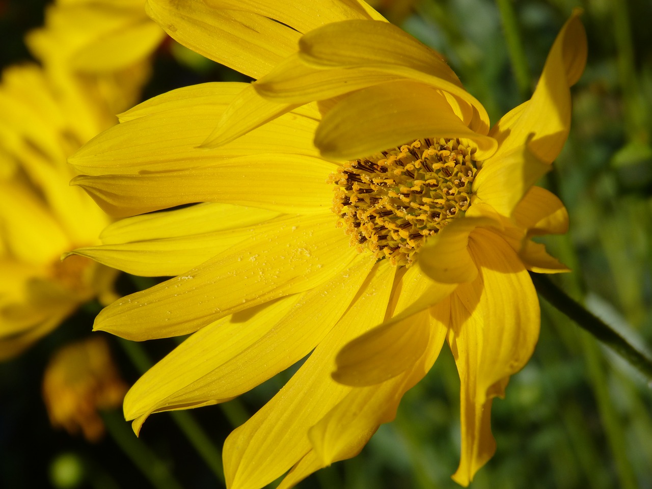 flower yellow plant free photo