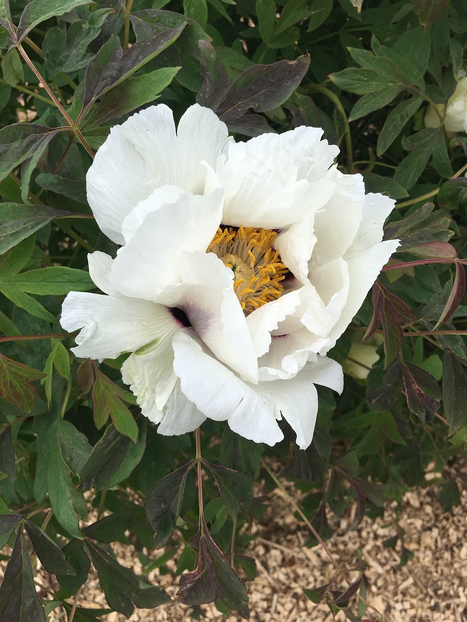 flower white bloom free photo