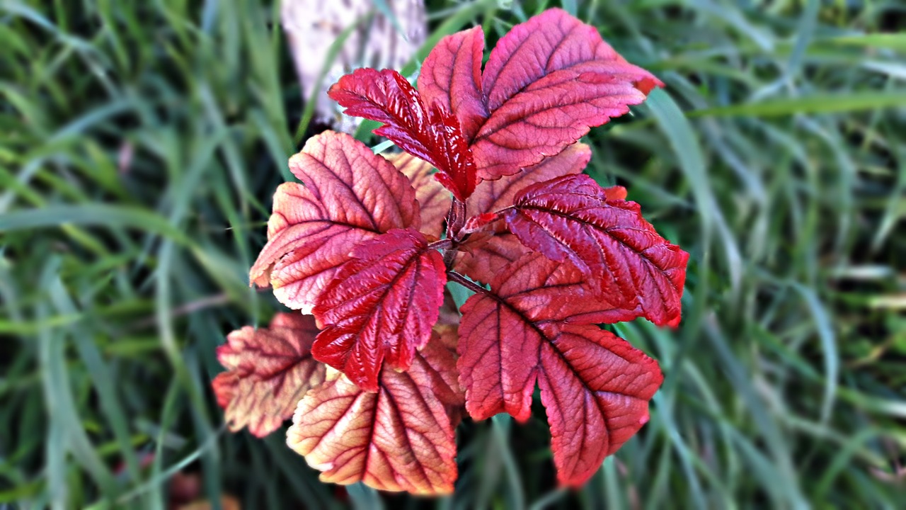 flower flowers foliage free photo