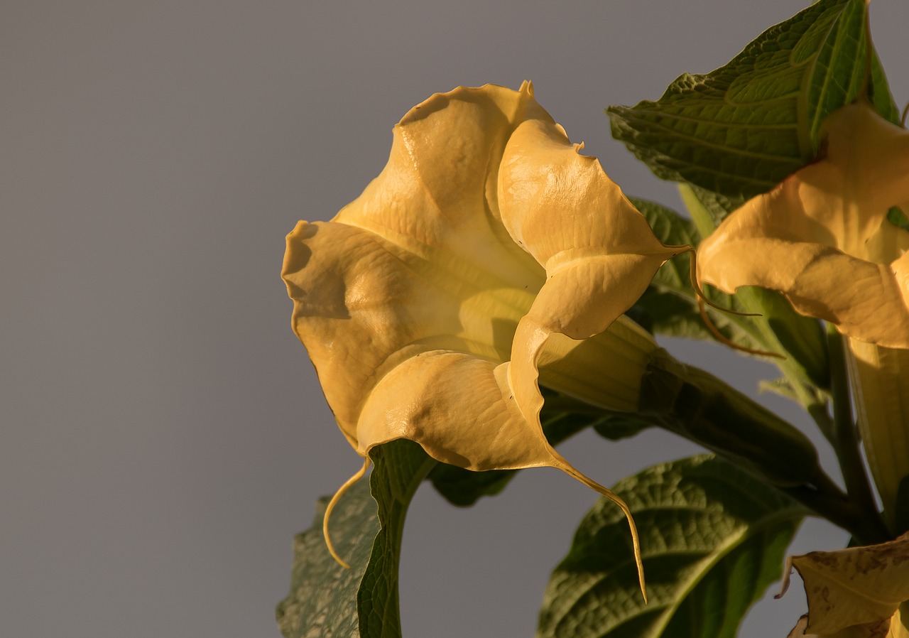 flower yellow angel's trumpet free photo