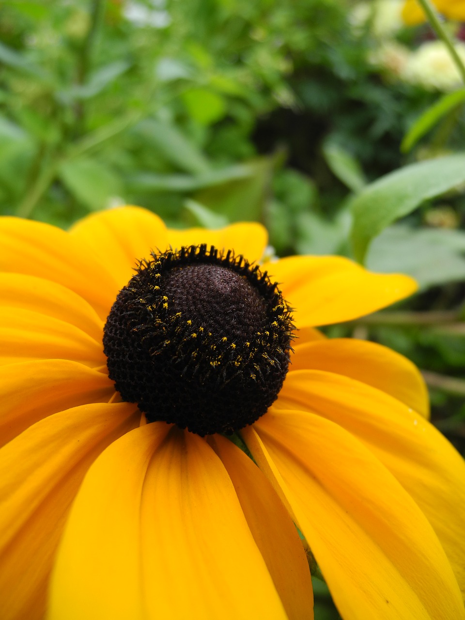 flower yellow petals garden free photo