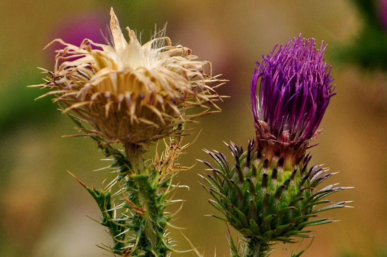 flower summer meadow free photo