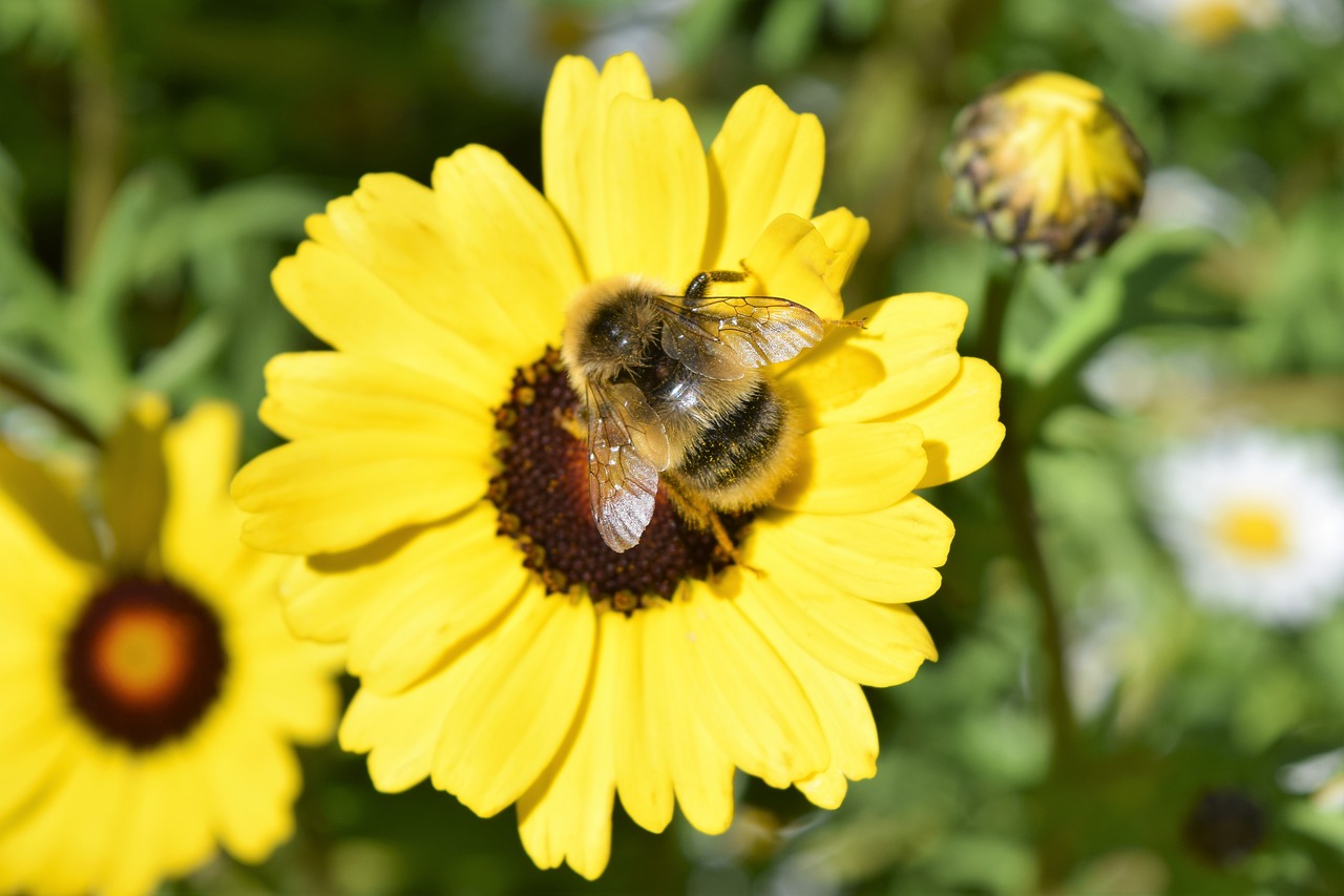 flower bee yellow free photo