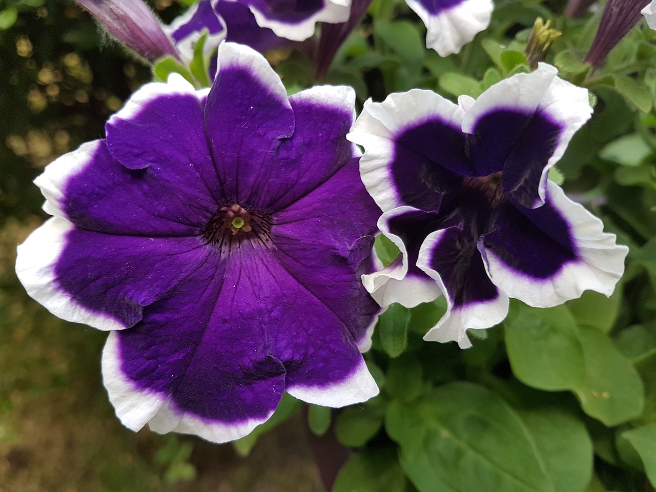 flower petunia summer flowers free photo