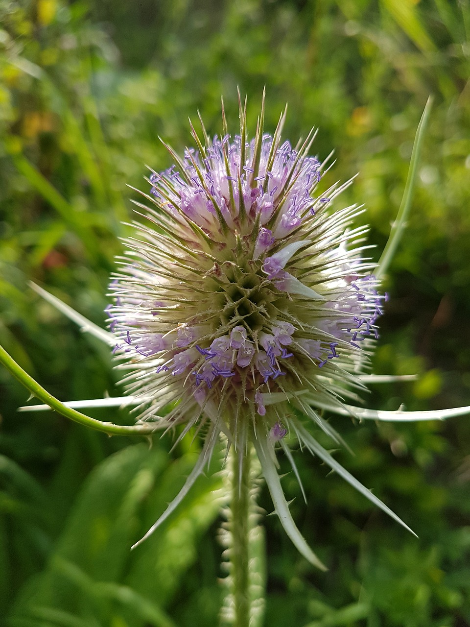 flower summer garden free photo