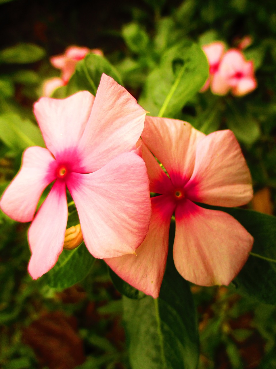 flower pink orange free photo