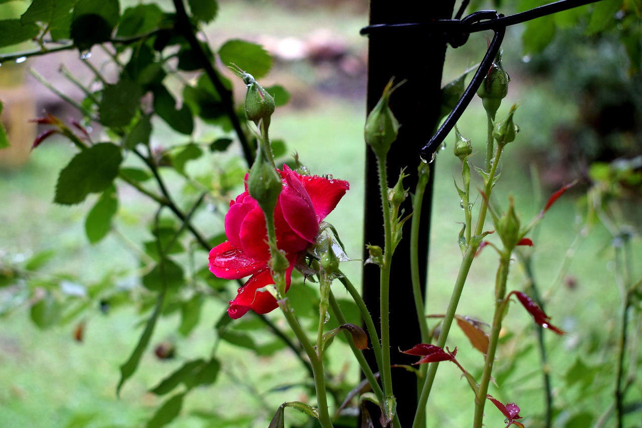 flower rose nature free photo