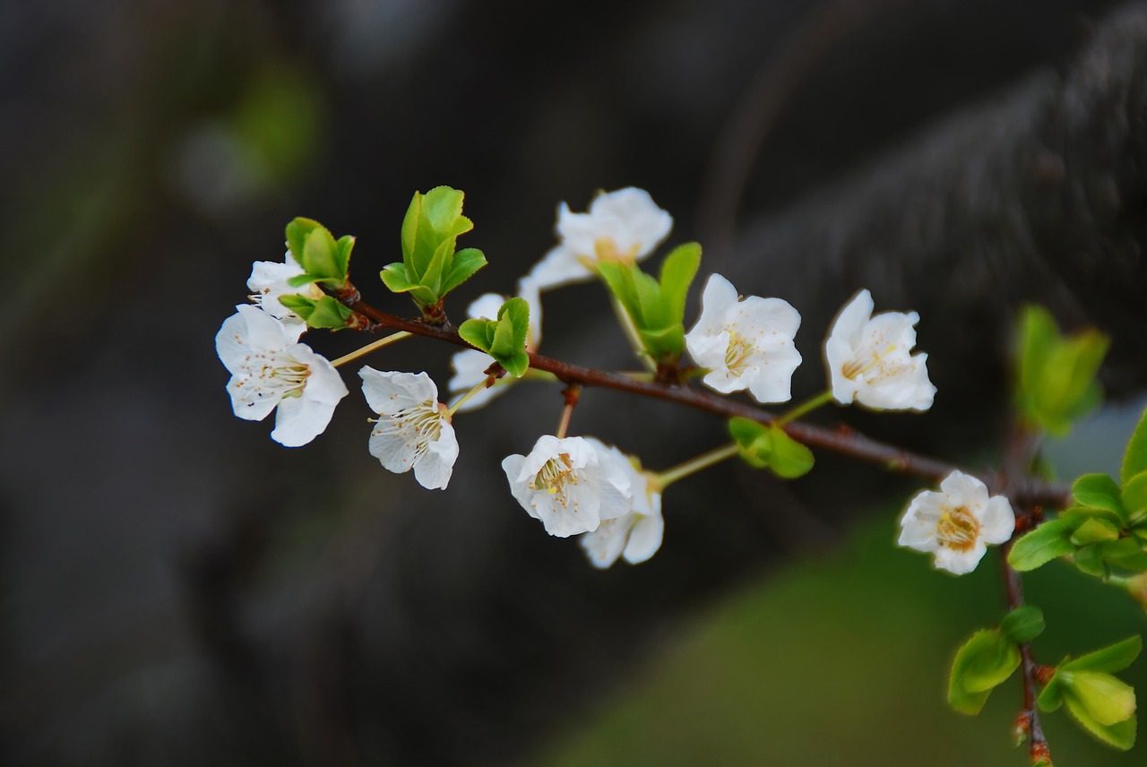 flower cherry blossoms spring free photo