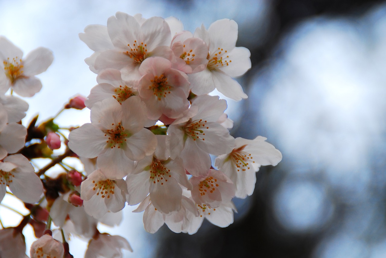 flower cherry blossoms spring free photo