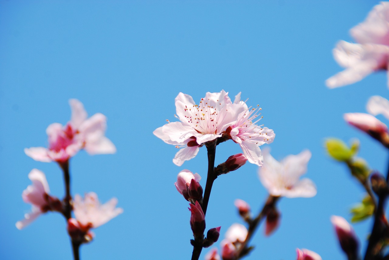 flower cherry blossoms spring free photo