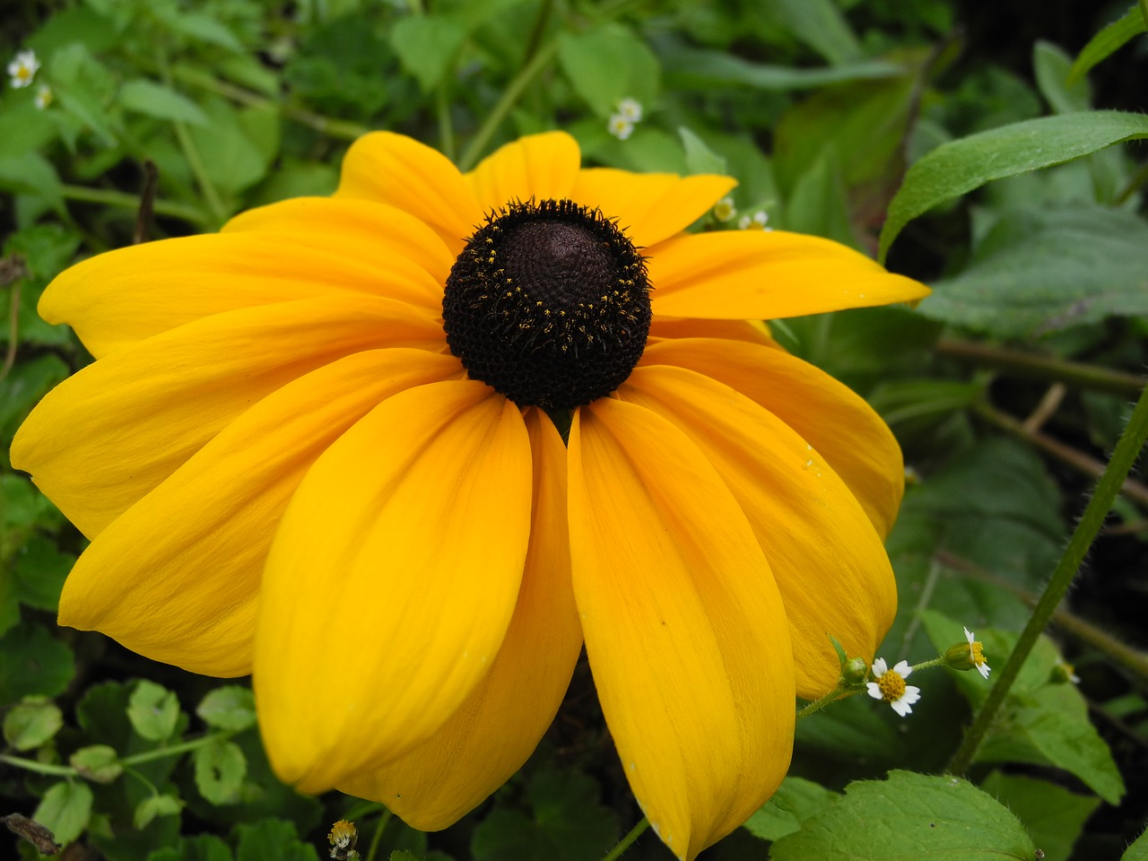 flower yellow petals garden free photo